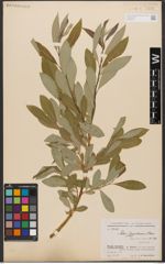 Foto von Salix zygostemon Boiss. & Hohen.